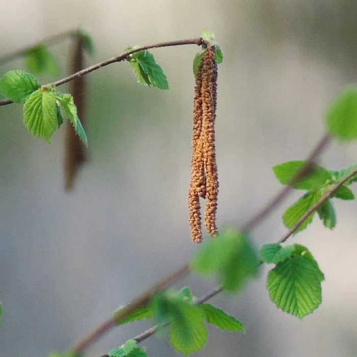 Purple Hazelnut Tree | Corylus maxima 'Purpurea' - Image 5