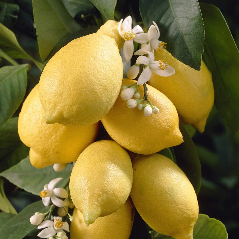 Pyramid Lemon Tree | 4 Seasons Lemon - Image 3