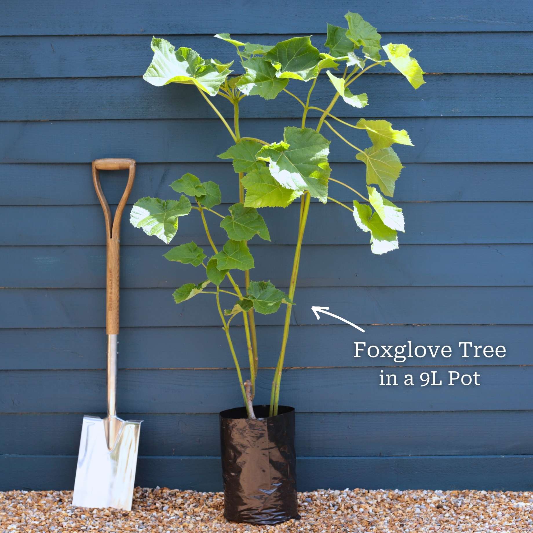 Pyramidal Foxglove Tree | Paulownia tomentosa 'Fast Blue' - Image 3