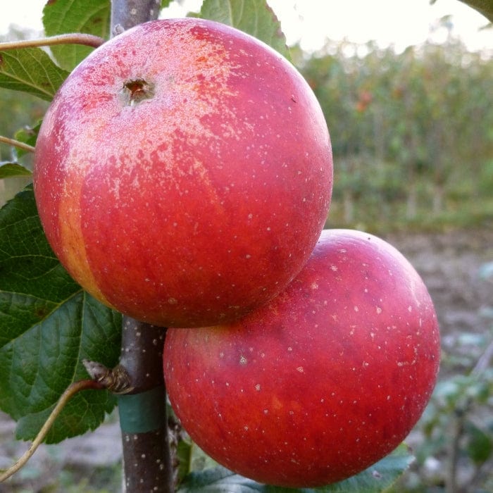 'Queen Cox' Apple Tree - Image 2