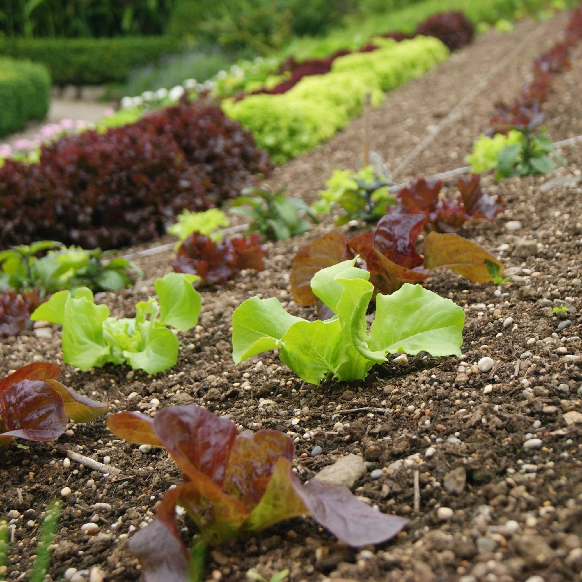 Quick Growing Salad Plant Collection - Image 4