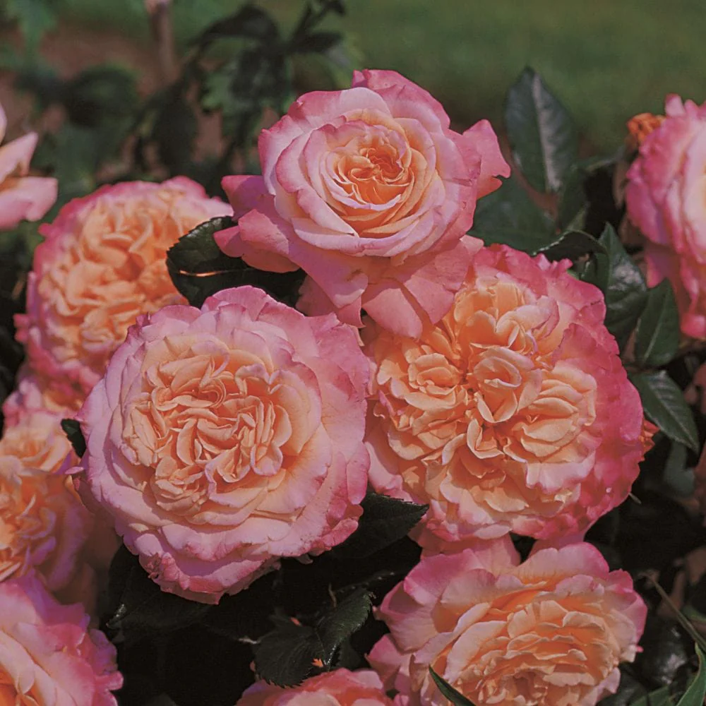 'Rachel' Hybrid Tea Rose
