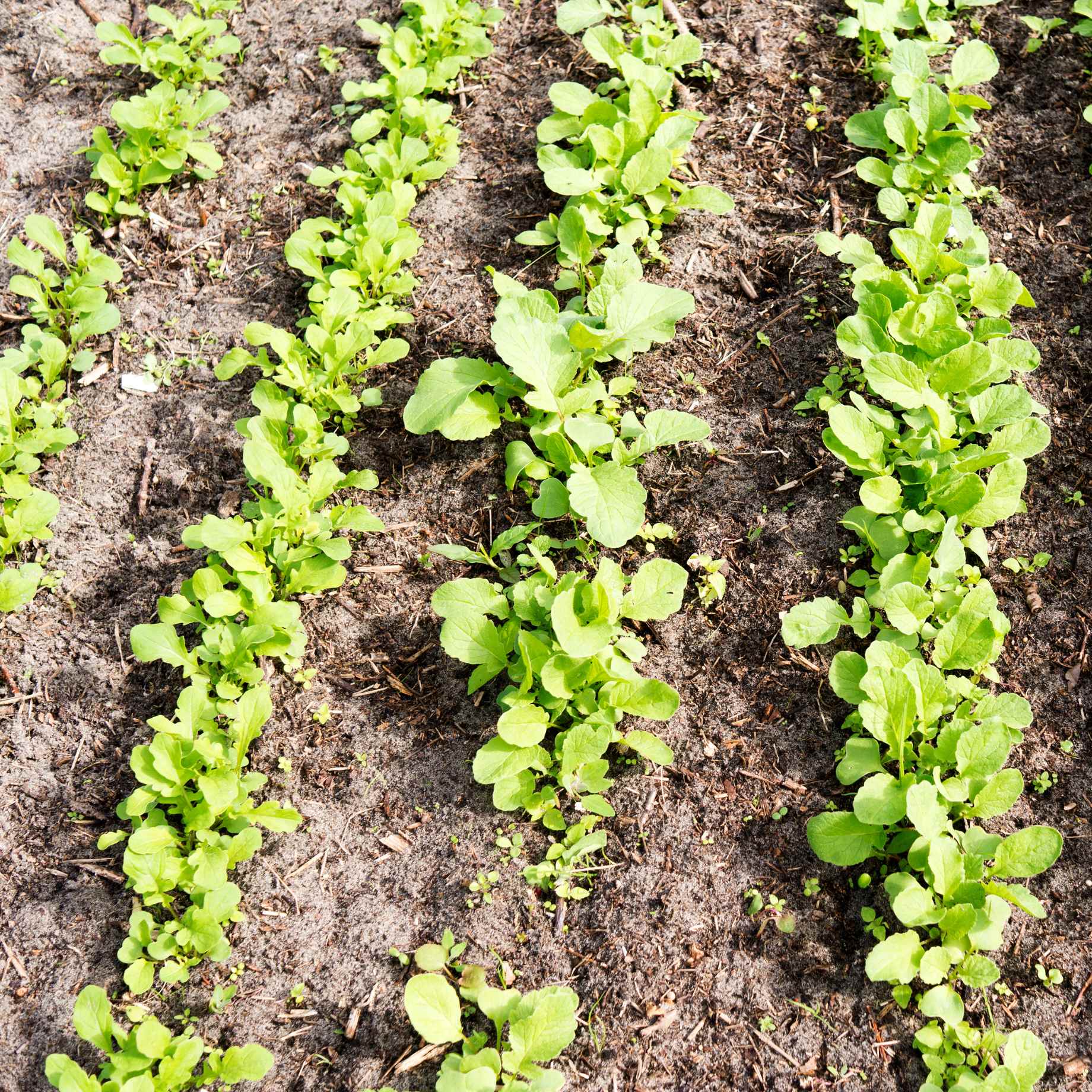 Mixed Radish Plants - Image 3