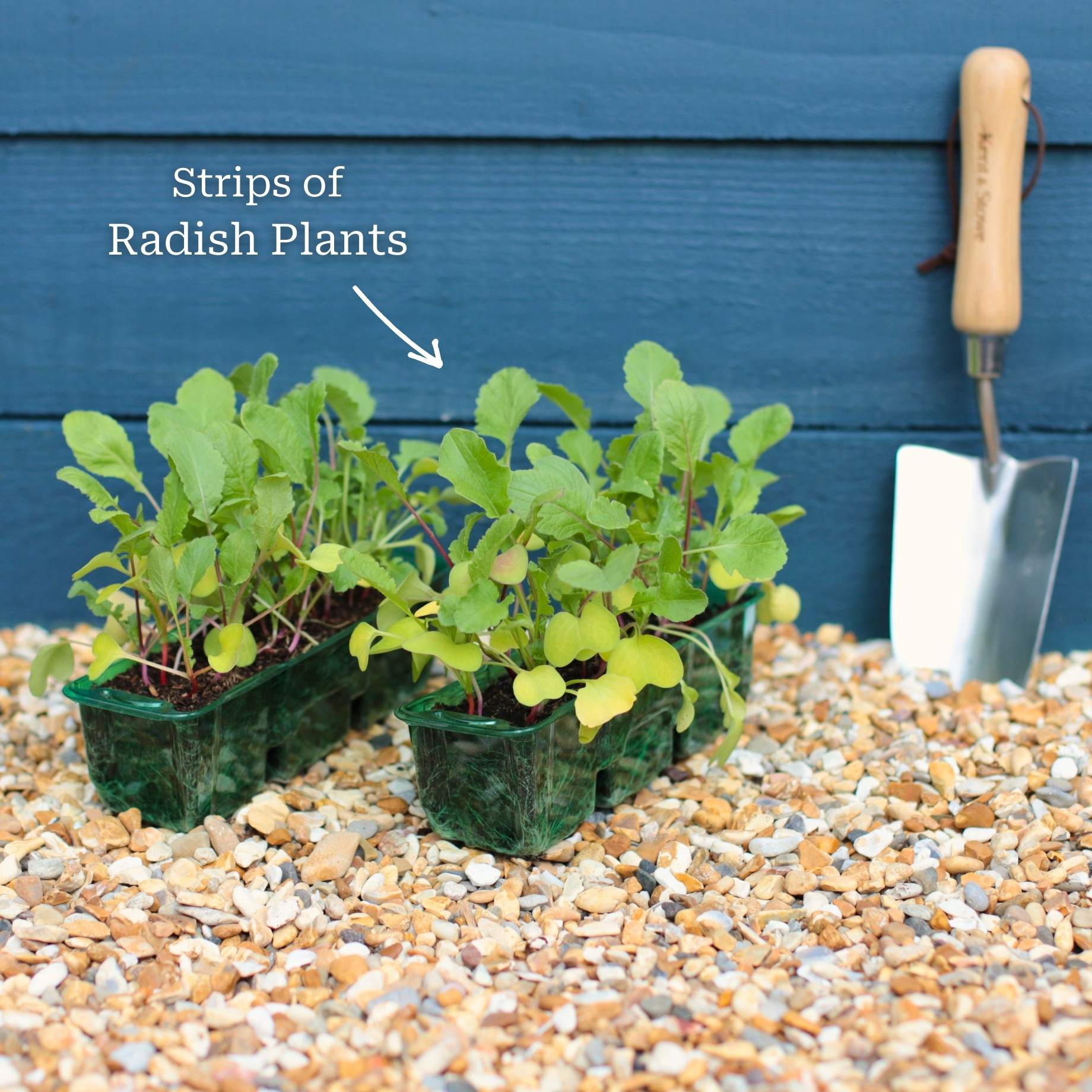 Mixed Radish Plants - Image 6