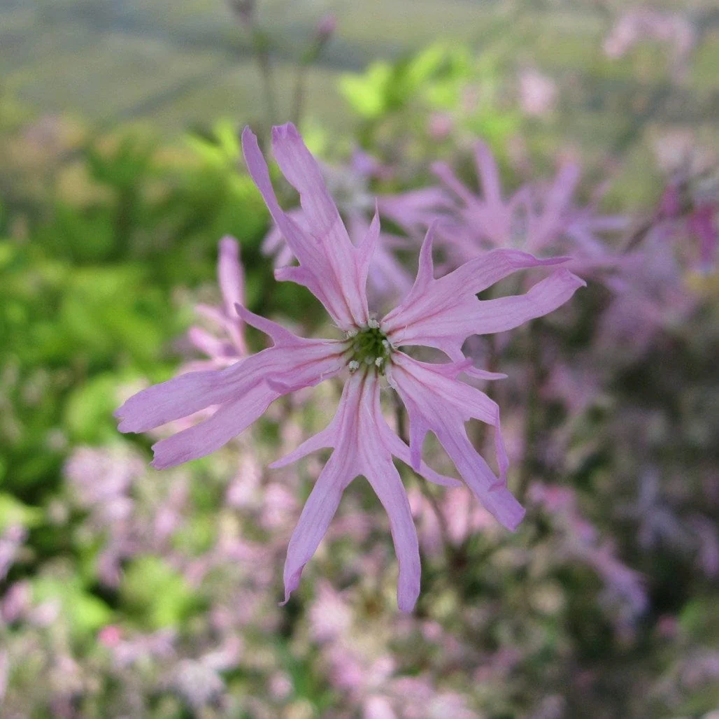 Ragged Robin - Image 2