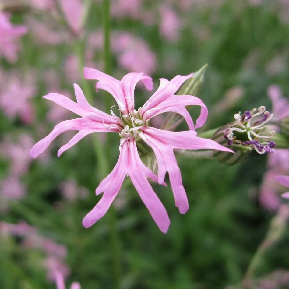 Ragged Robin - Image 3