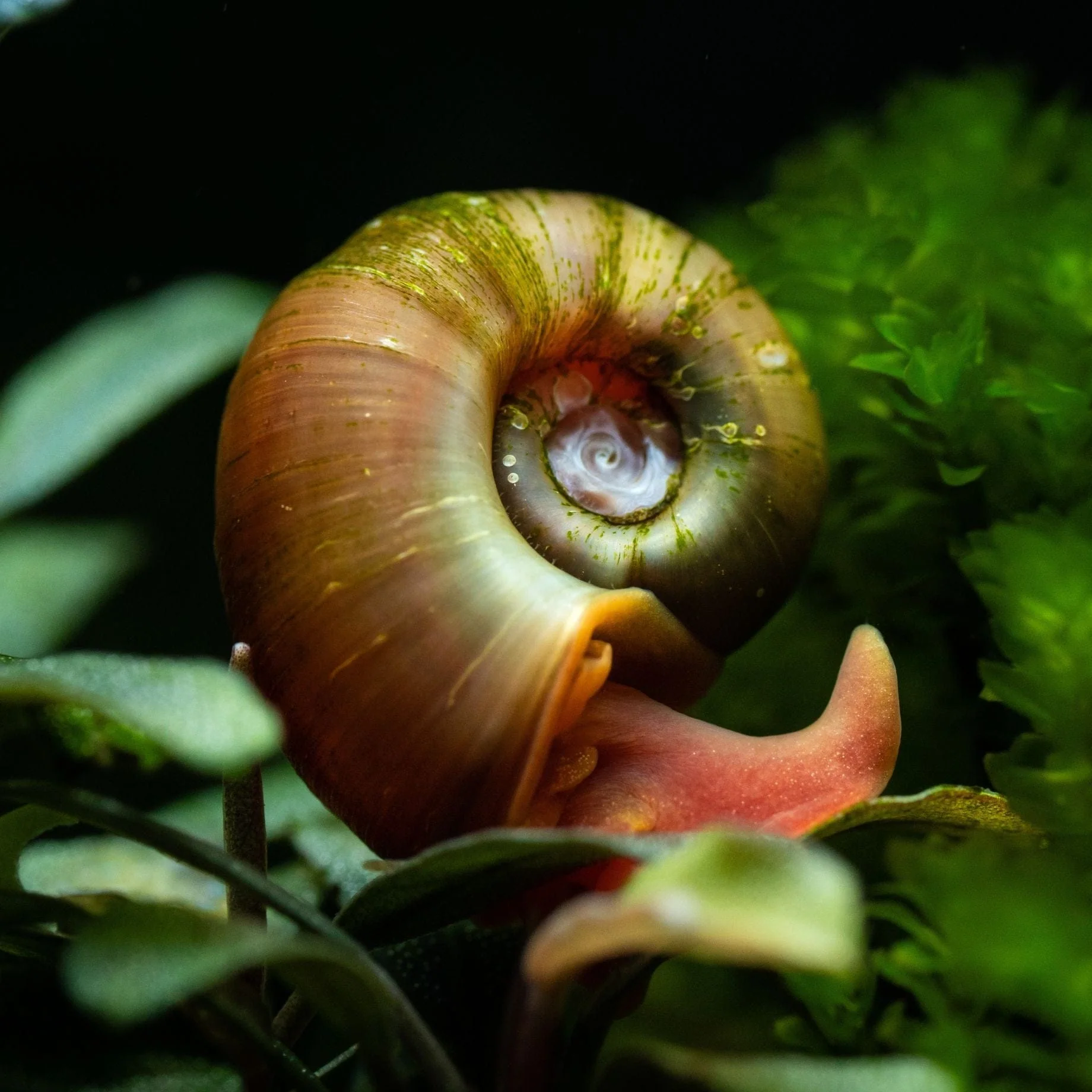 Ramshorn Snails | Planorbis corn - Image 3