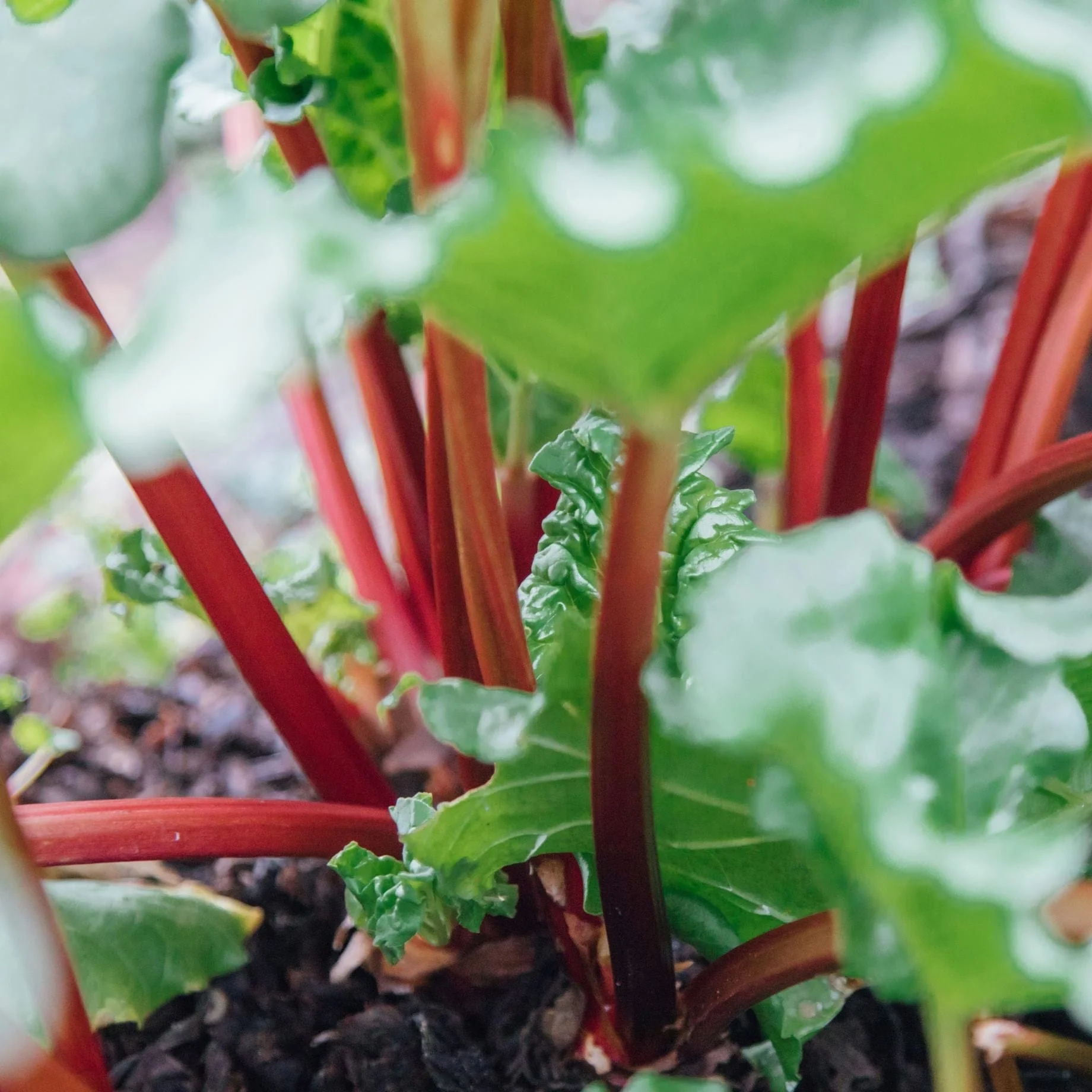 'Raspberry Red' Rhubarb Plant