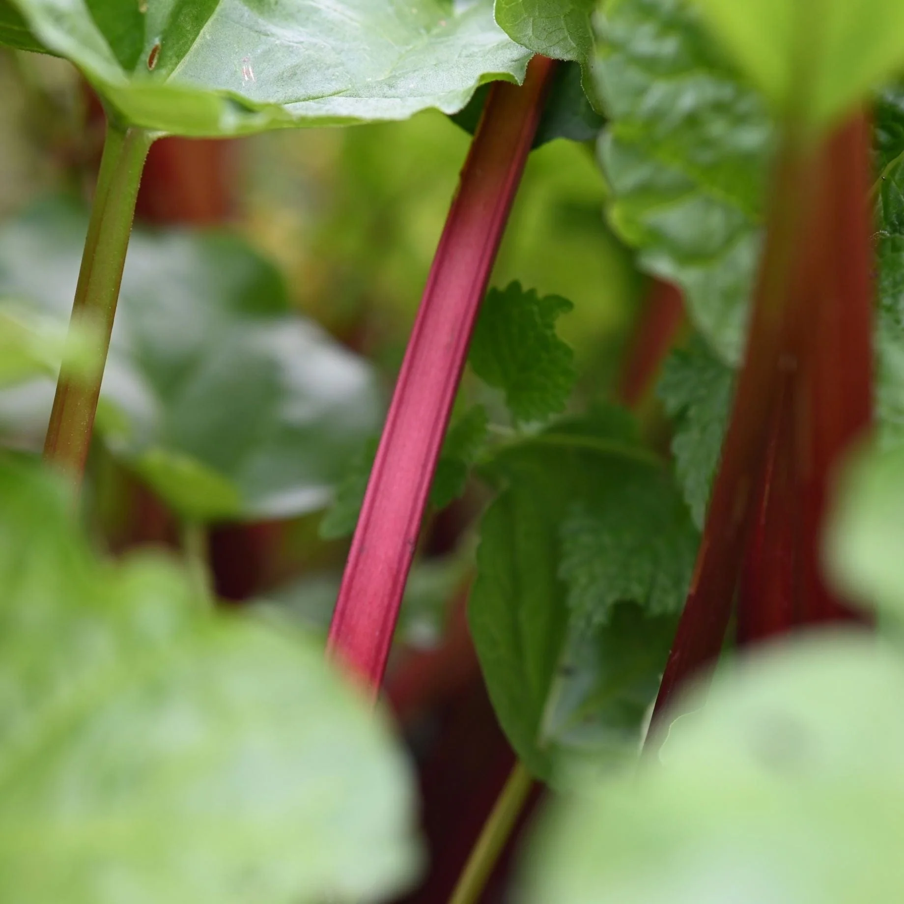 'Raspberry Red' Rhubarb Plant - Image 2