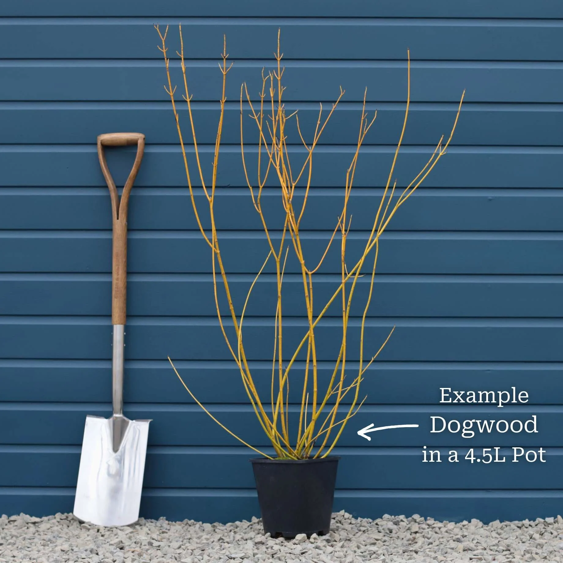 Red-Stemmed Dogwood Hedging | Cornus alba - Image 11