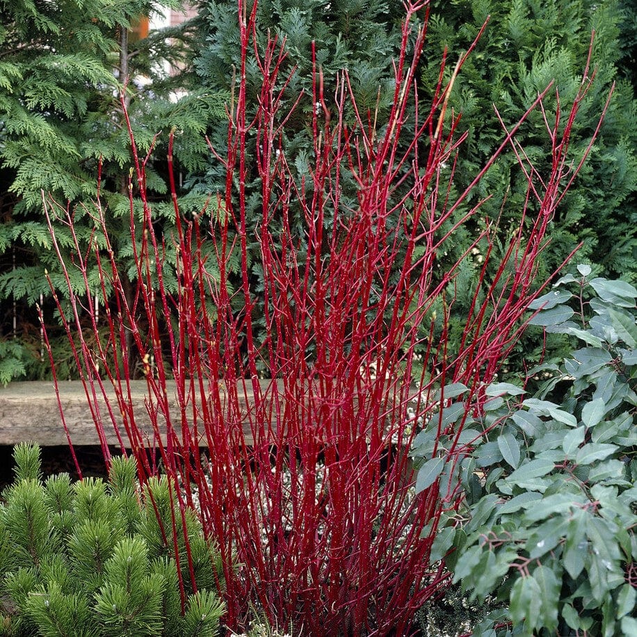 Red-Stemmed Dogwood Hedging | Cornus alba - Image 2