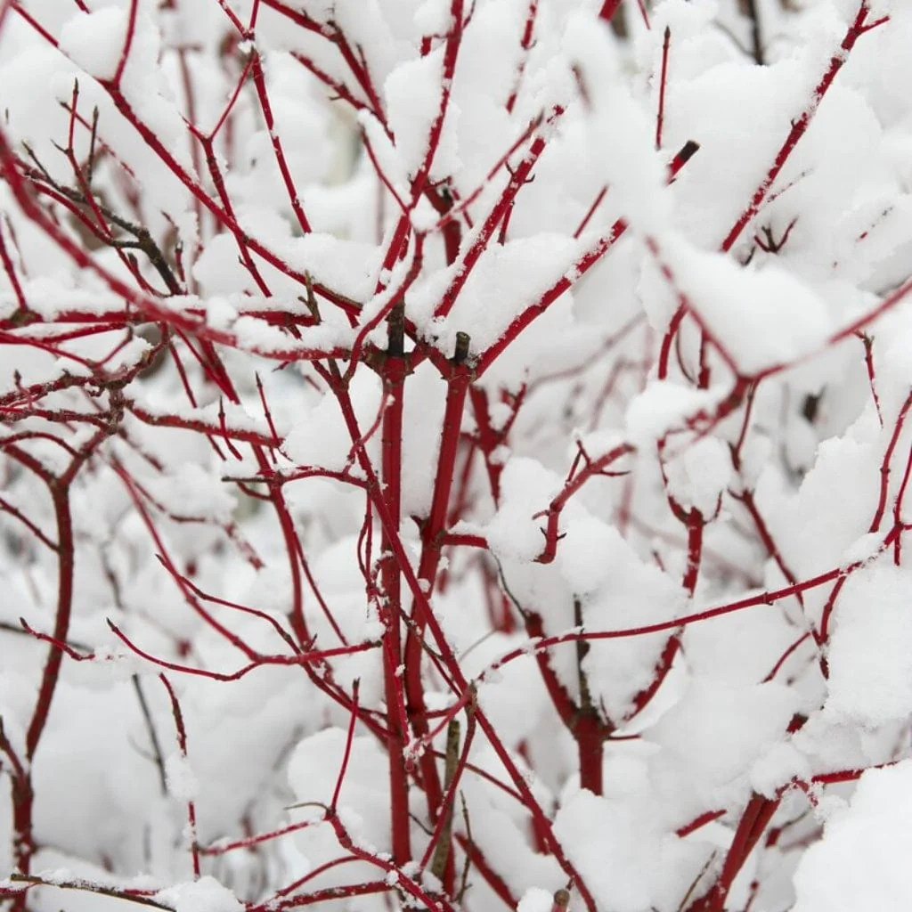 Red-Stemmed Dogwood Hedging | Cornus alba - Image 3