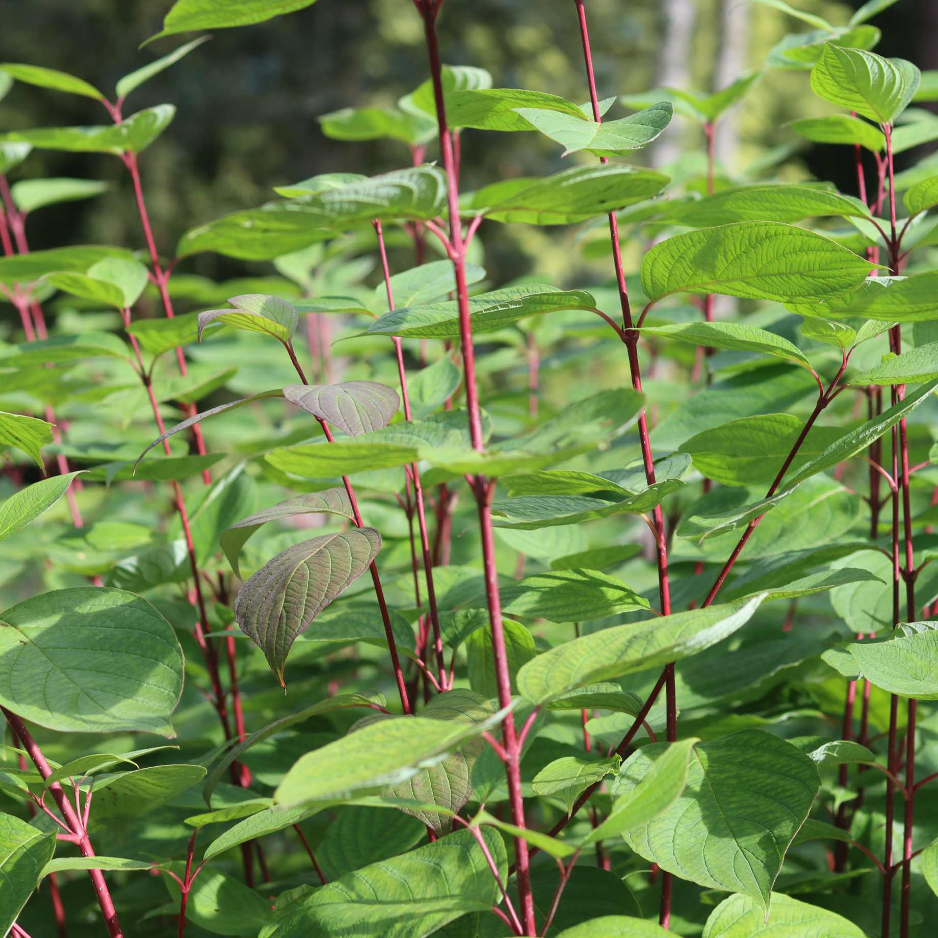 Red-Stemmed Dogwood Hedging | Cornus alba - Image 4