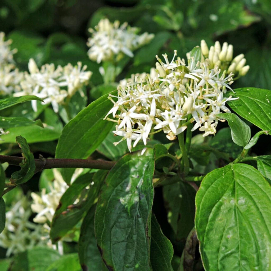 Red-Stemmed Dogwood Hedging | Cornus alba - Image 5