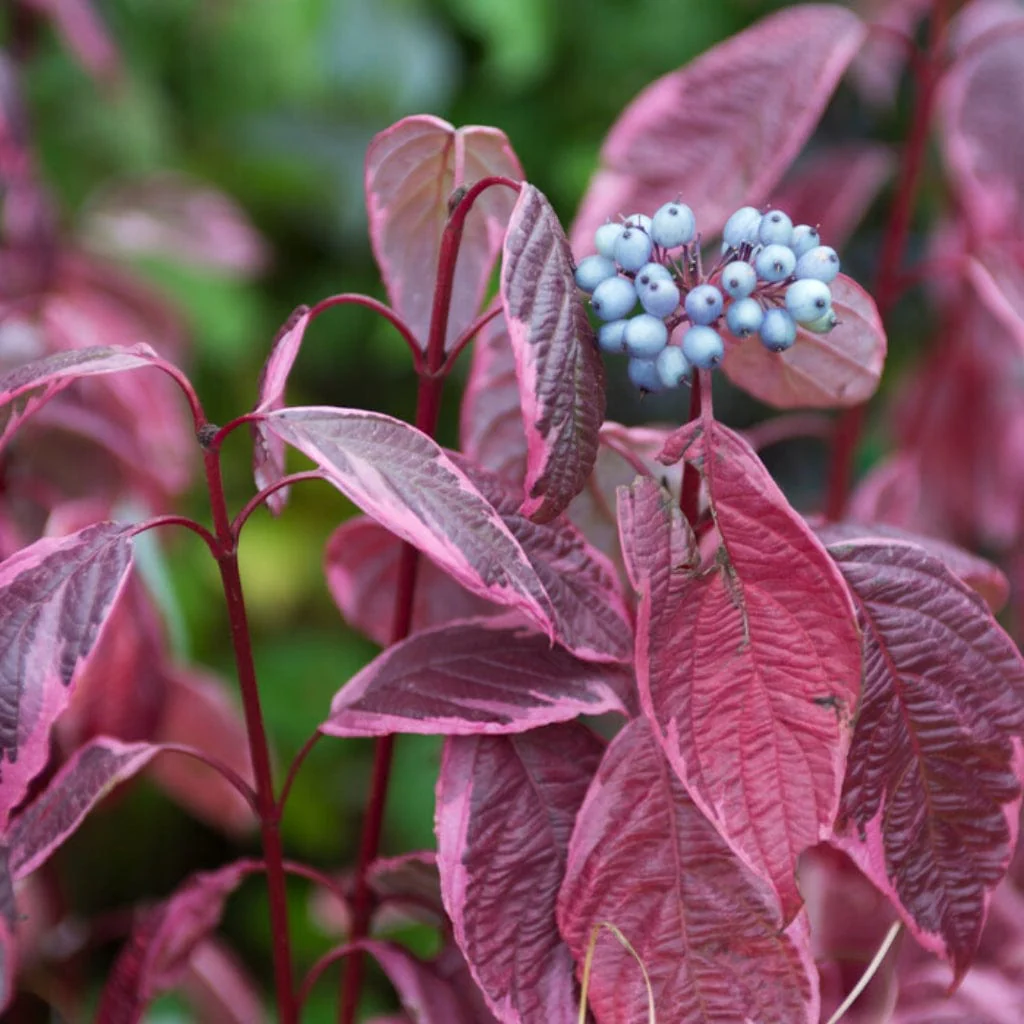 Red-Stemmed Dogwood Hedging | Cornus alba - Image 6