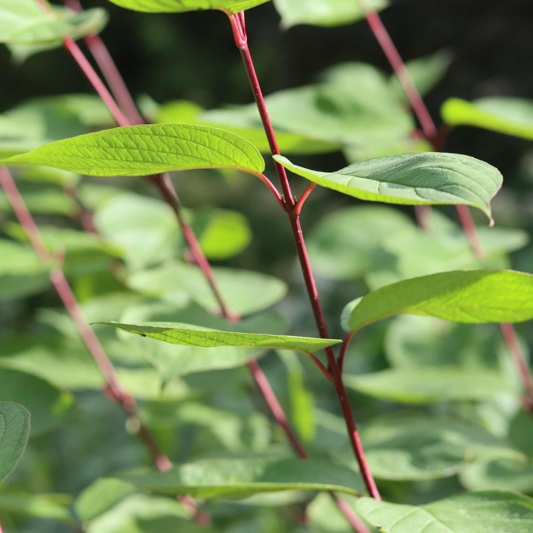 Red-Stemmed Dogwood Hedging | Cornus alba - Image 7