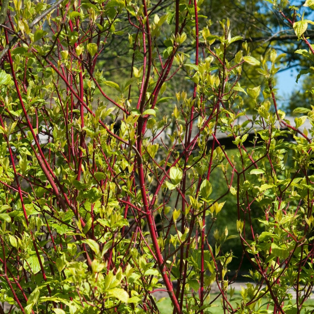 Red-Stemmed Dogwood Hedging | Cornus alba - Image 8