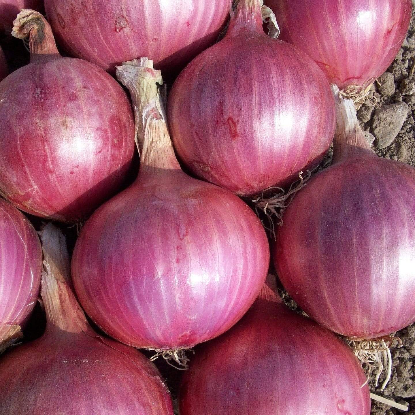 Red Onion Plants - Image 3