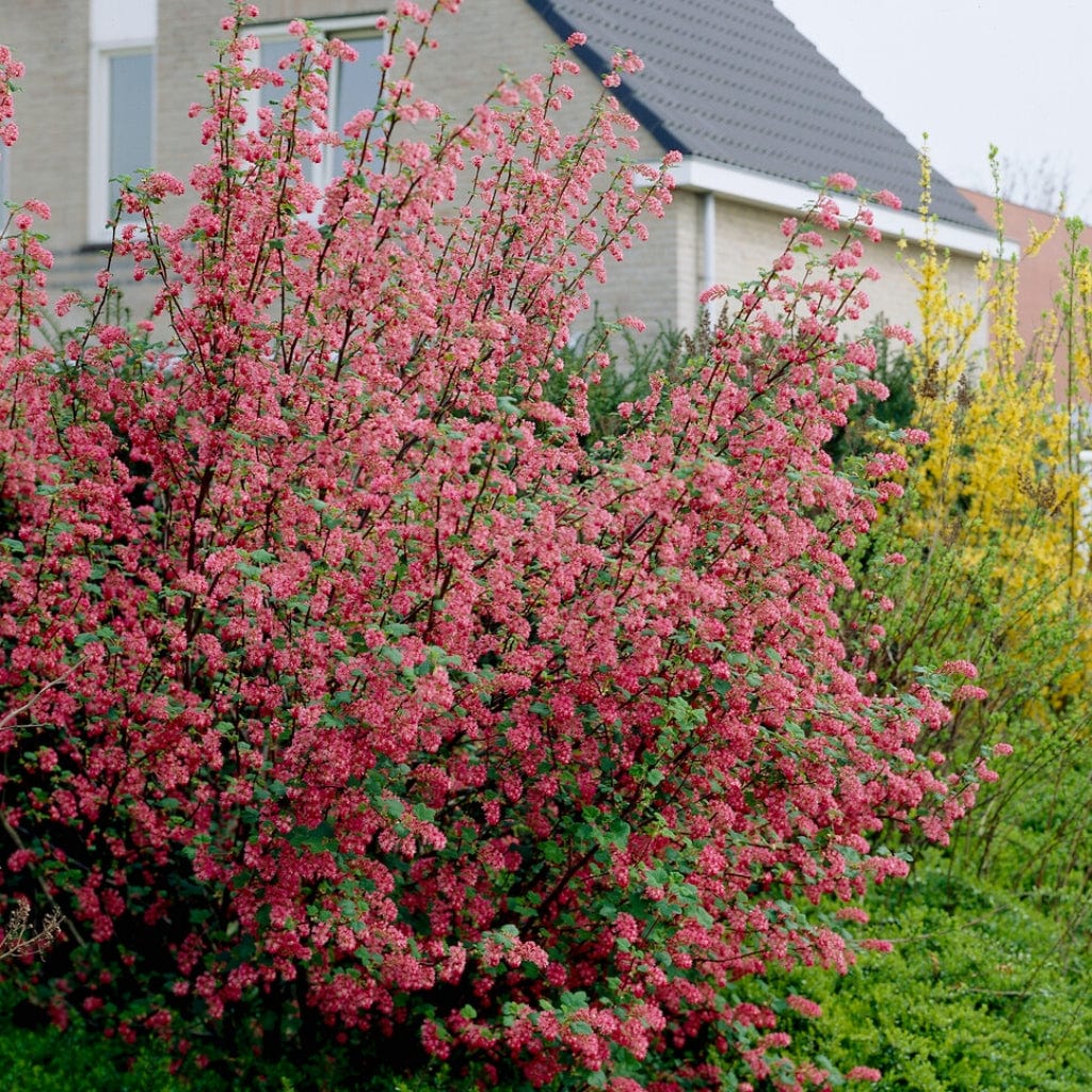 Red Flowering Currant Hedging | Ribes sanguineum - Image 2