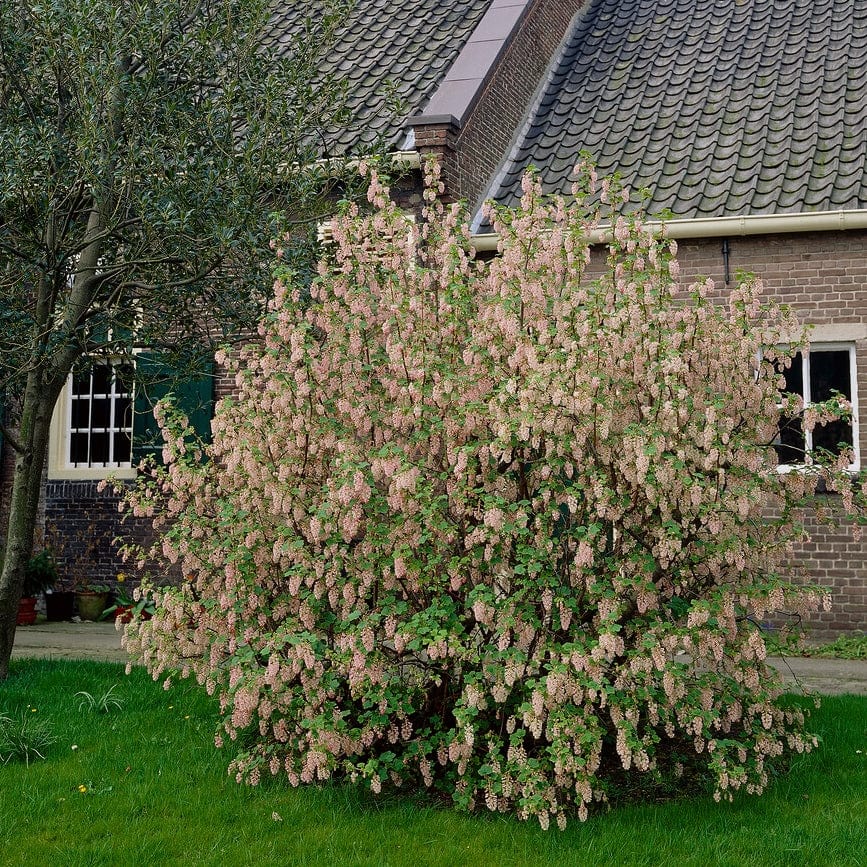 Red Flowering Currant Hedging | Ribes sanguineum - Image 4