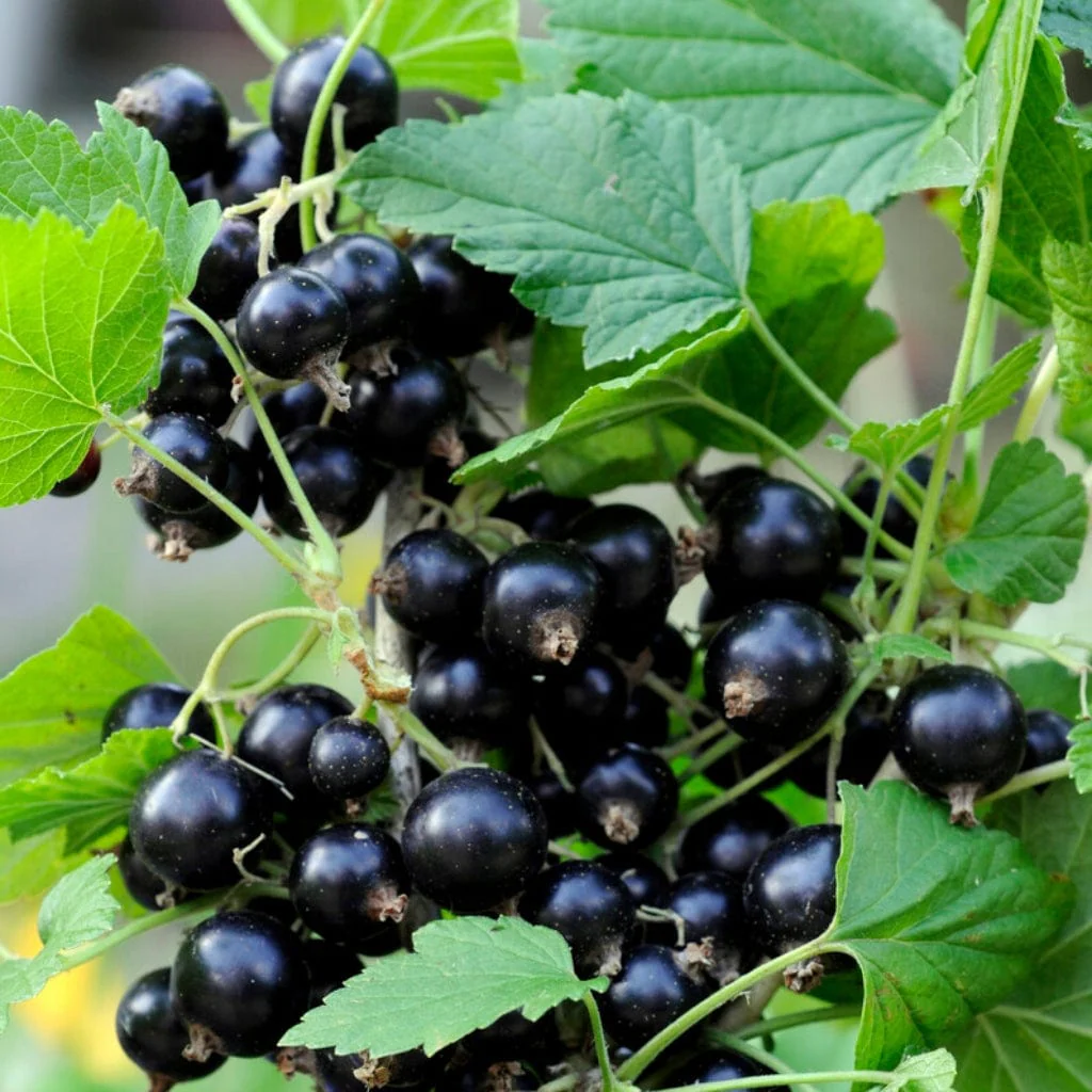 Red Flowering Currant Hedging | Ribes sanguineum - Image 5