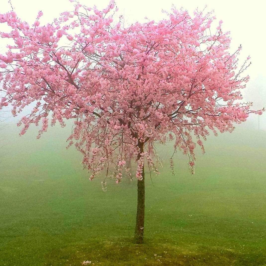 'Red Haven' Peach Tree - Image 3