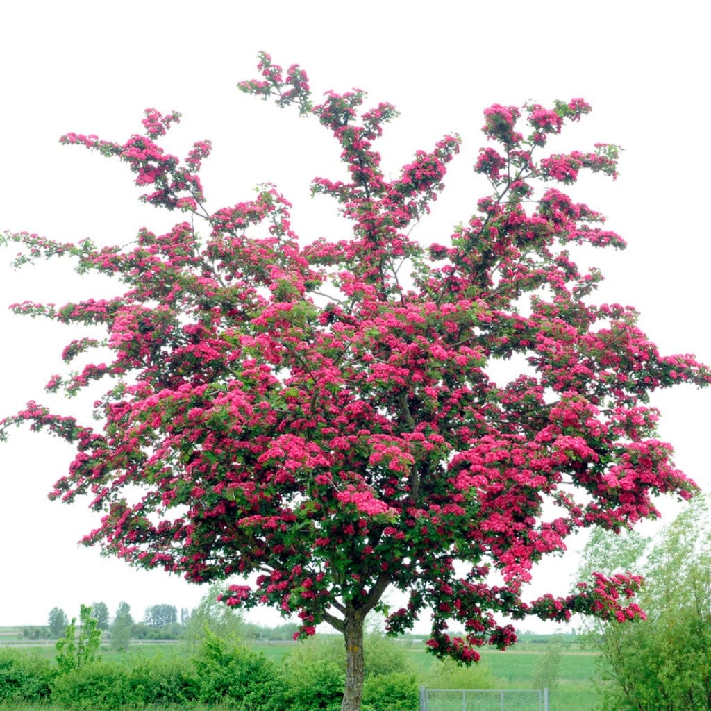 Red Hawthorn Tree | Crataegus laevigata 'Paul's Scarlet'