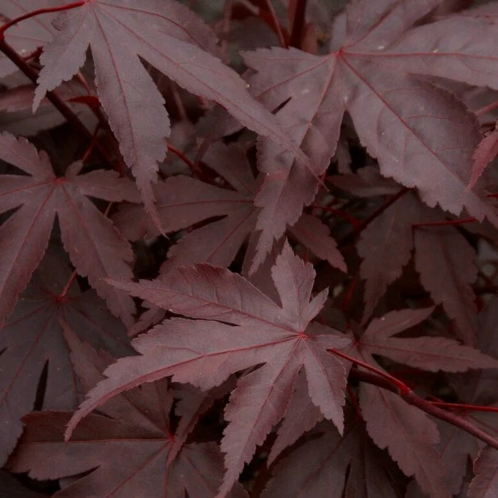 Red Japanese Maple Tree | Acer palmatum 'Fireglow' - Image 3