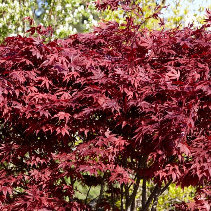 Red Japanese Maple Tree | Acer palmatum 'Fireglow' - Image 4