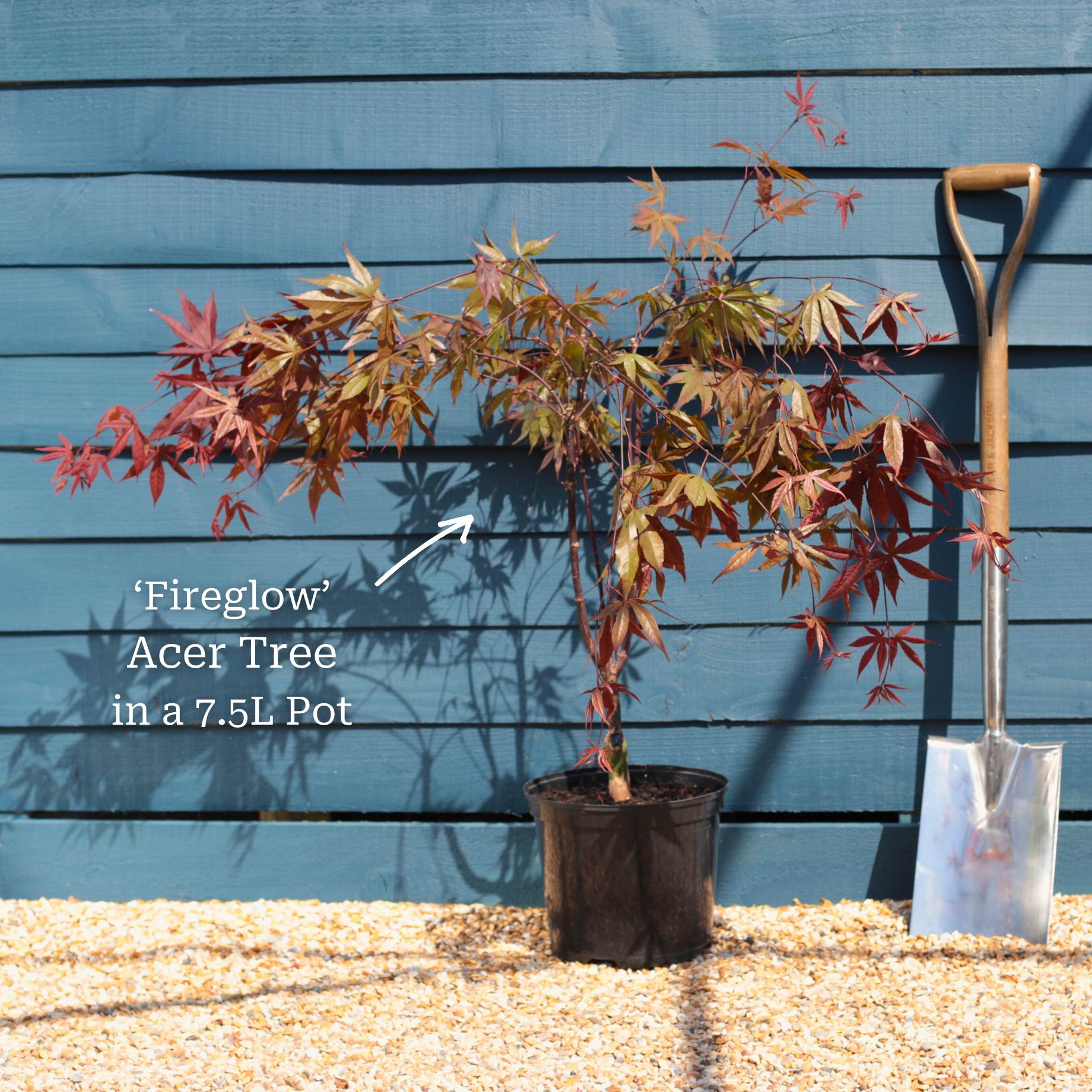 Red Japanese Maple Tree | Acer palmatum 'Fireglow' - Image 7