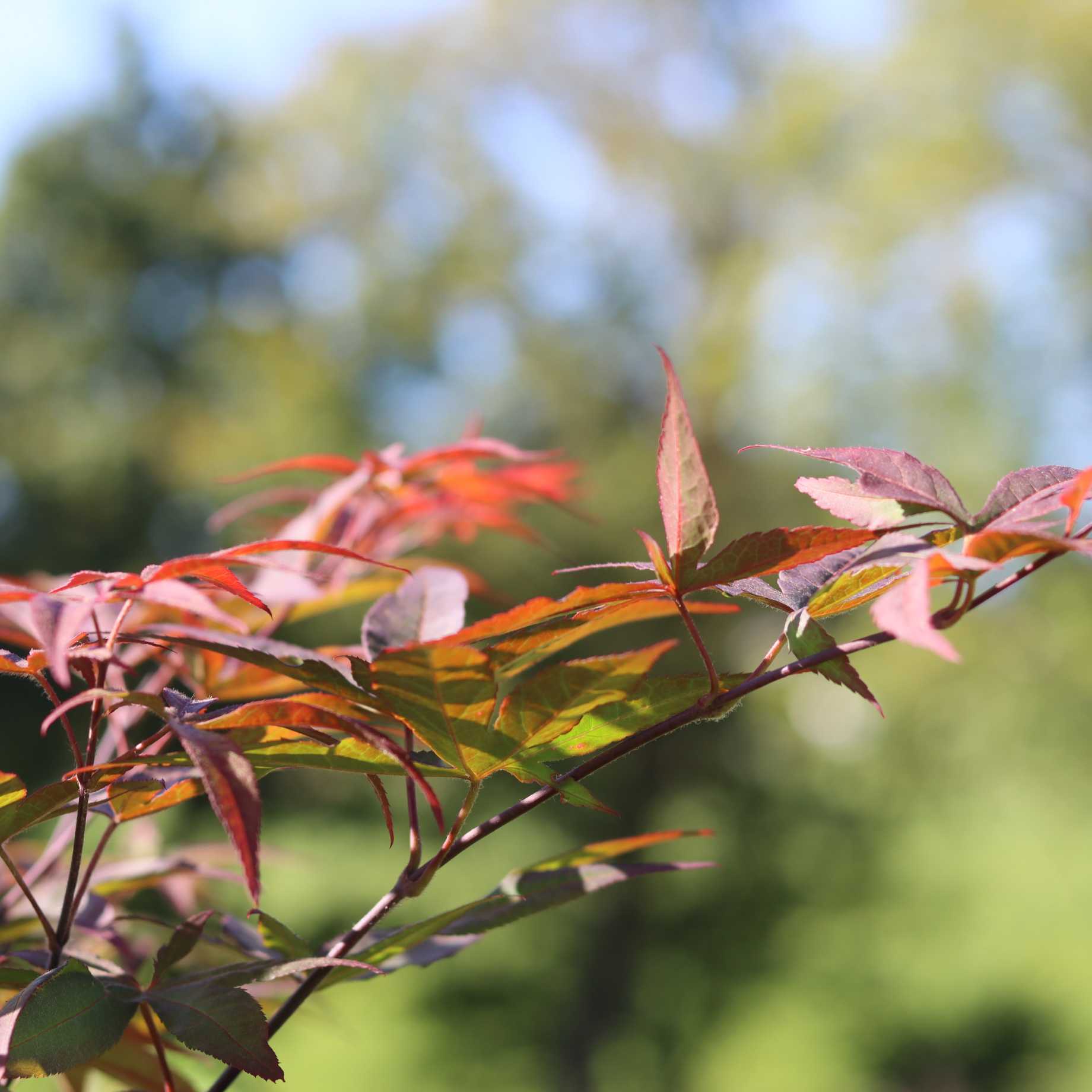 Red Japanese Maple Tree | Acer palmatum 'Red Emperor' - Image 3