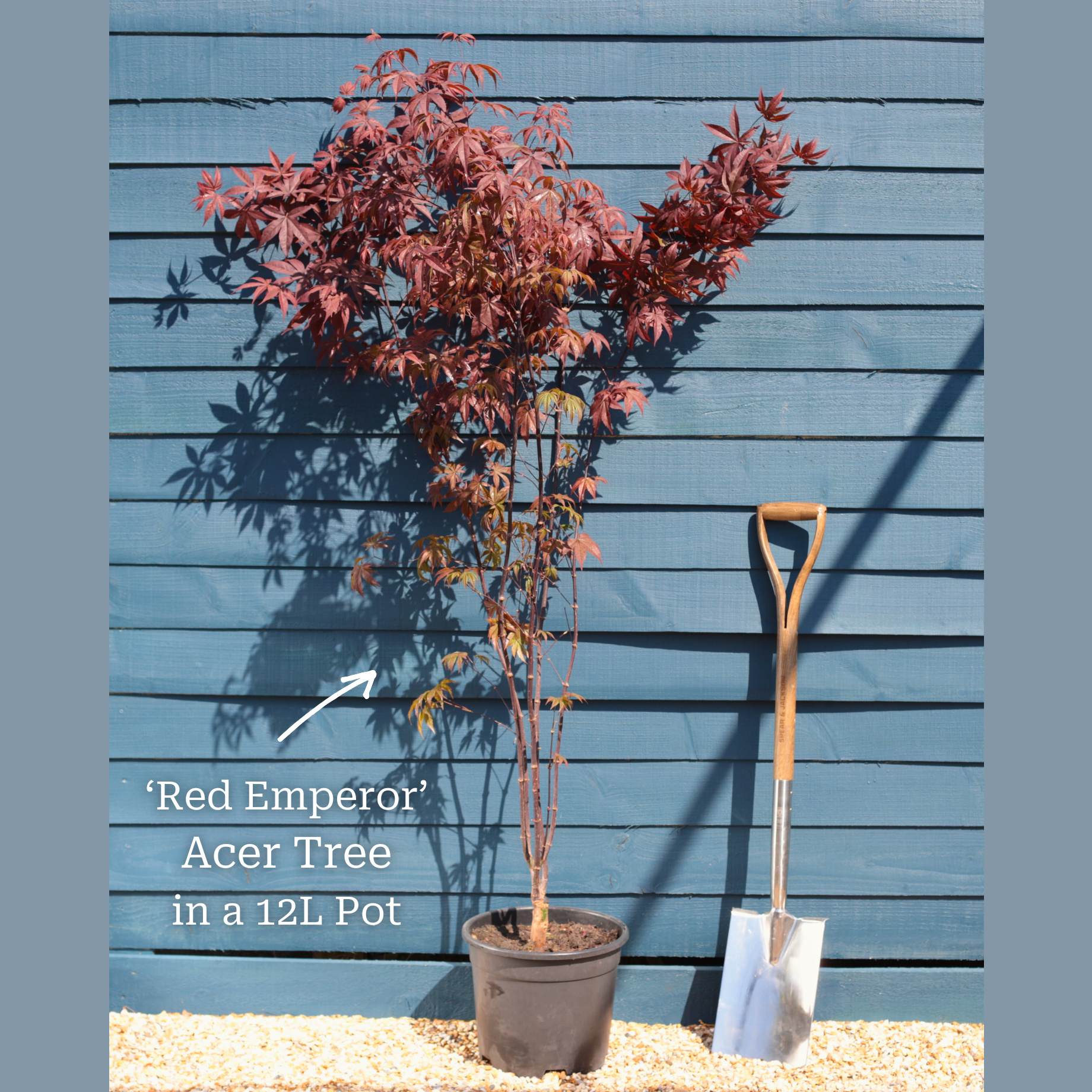 Red Japanese Maple Tree | Acer palmatum 'Red Emperor' - Image 8