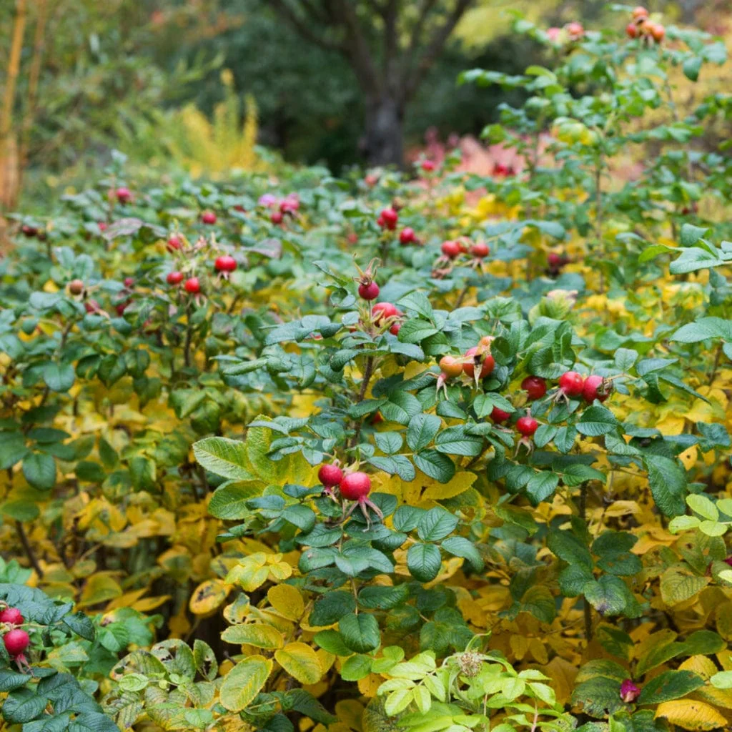 Red Japanese Rose Hedging | Rosa rugosa - Image 2