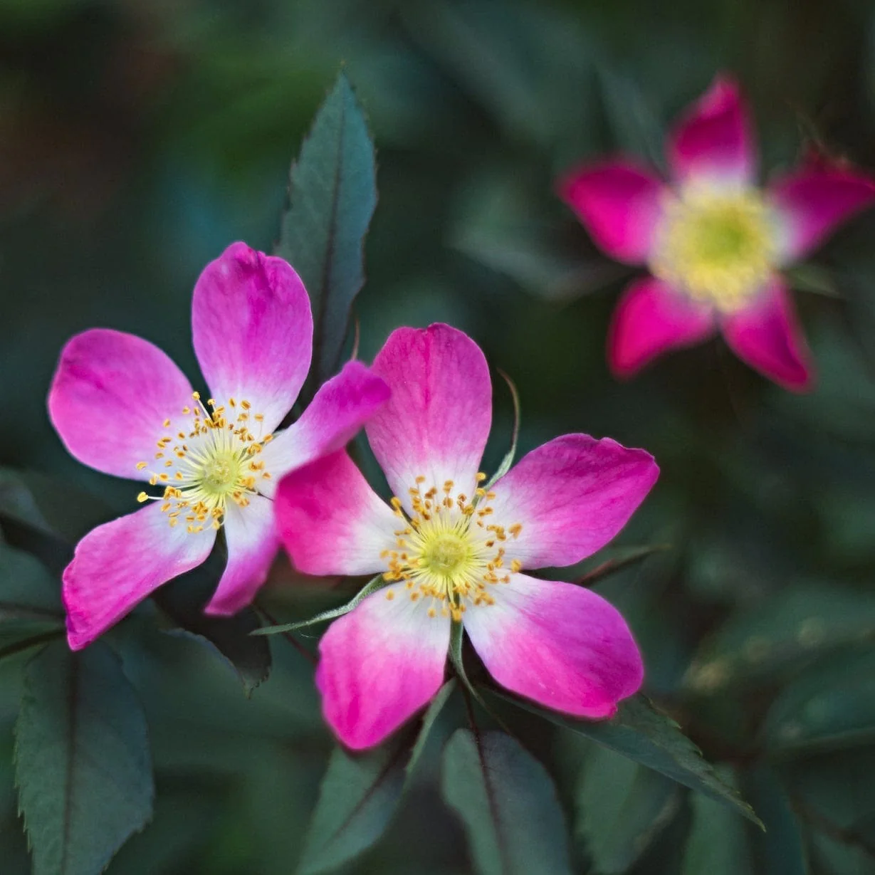 Red-Leaved Rose Hedging | Rosa glauca - Image 3