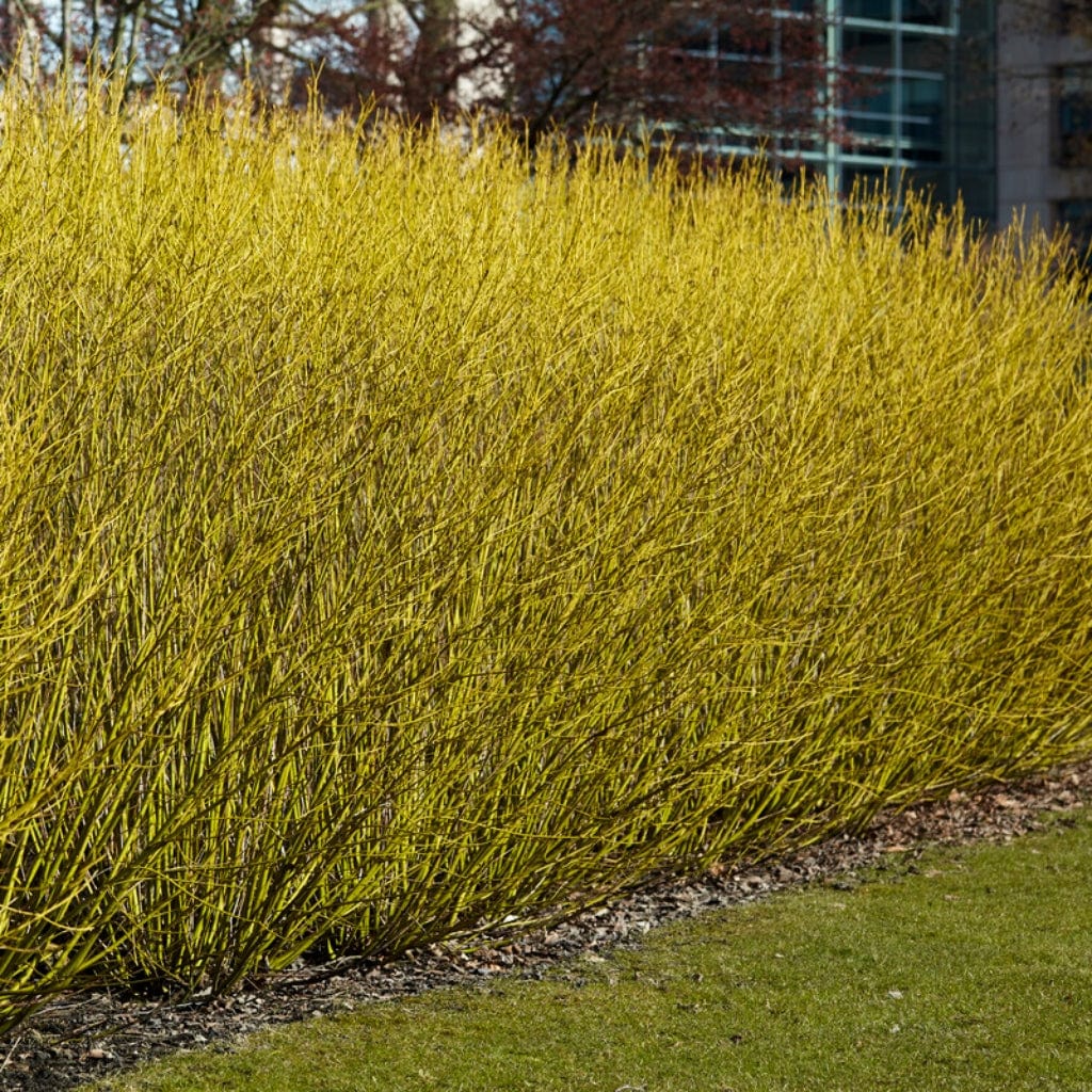 Yellow Stemmed Dogwood Hedging | Cornus stolonifera 'Flaviramea'