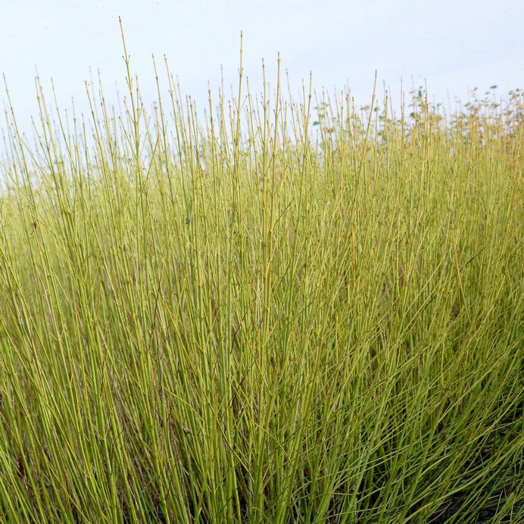 Yellow Stemmed Dogwood Hedging | Cornus stolonifera 'Flaviramea' - Image 2
