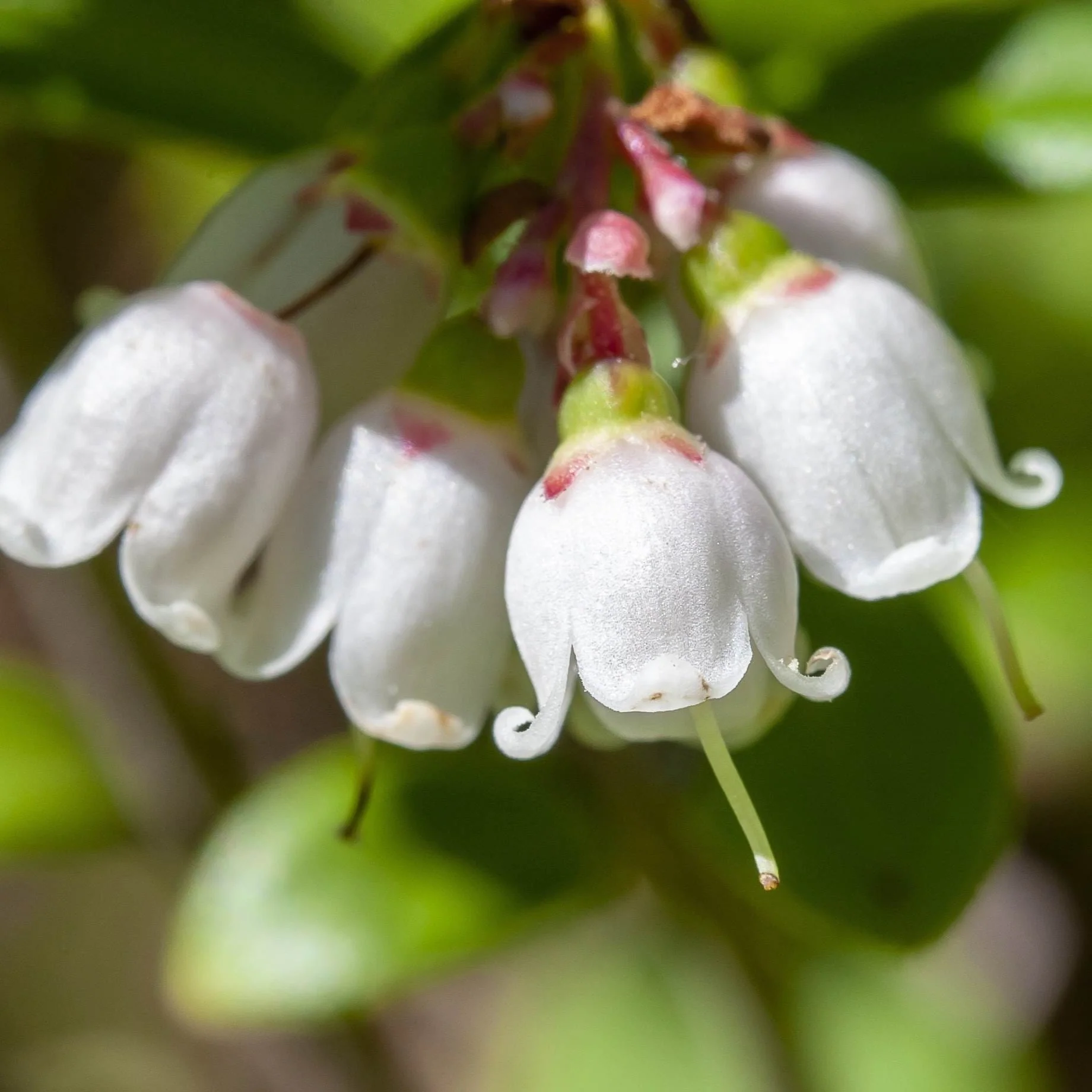 'Red Pearl' Lingonberry Plants - Image 3