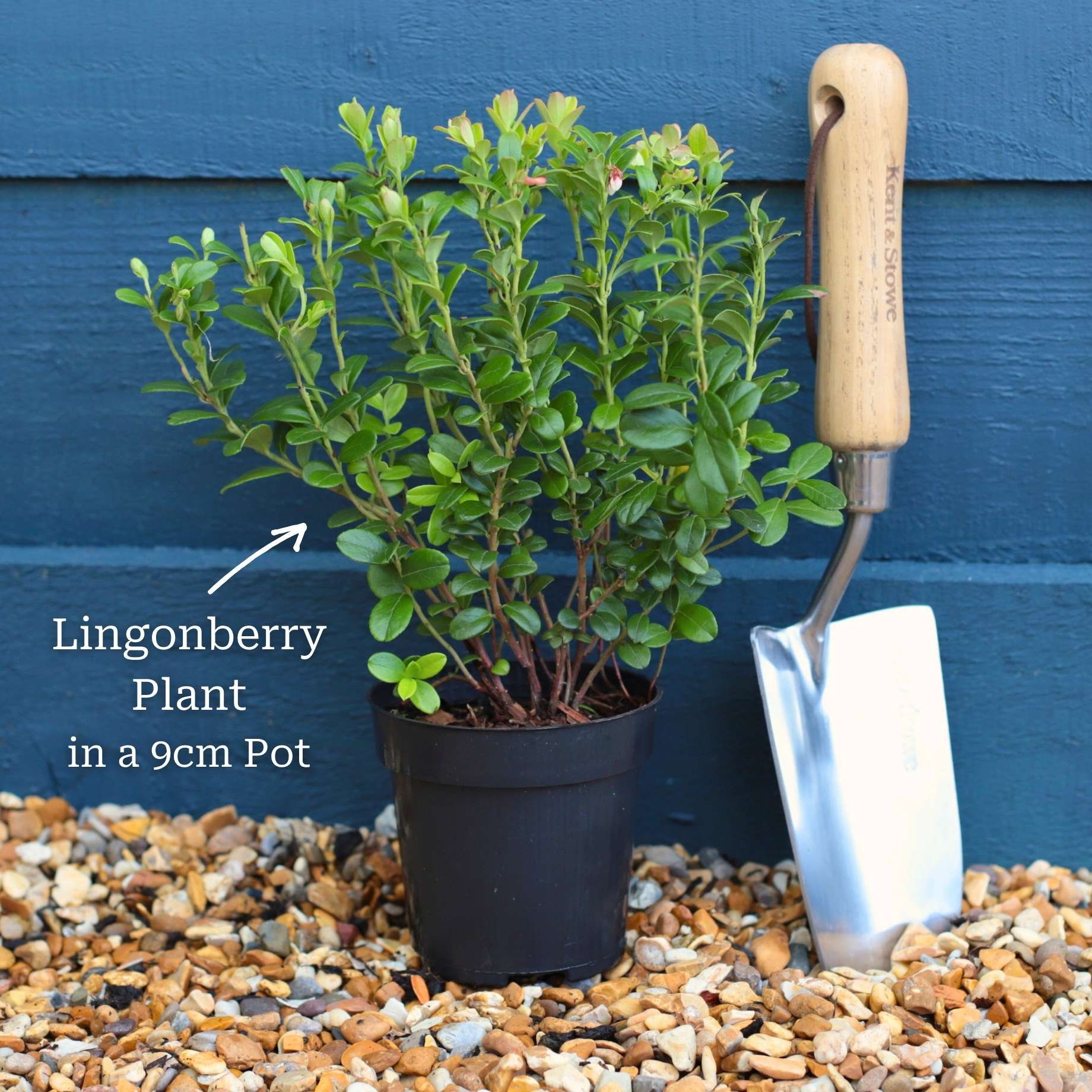 'Red Pearl' Lingonberry Plants - Image 5