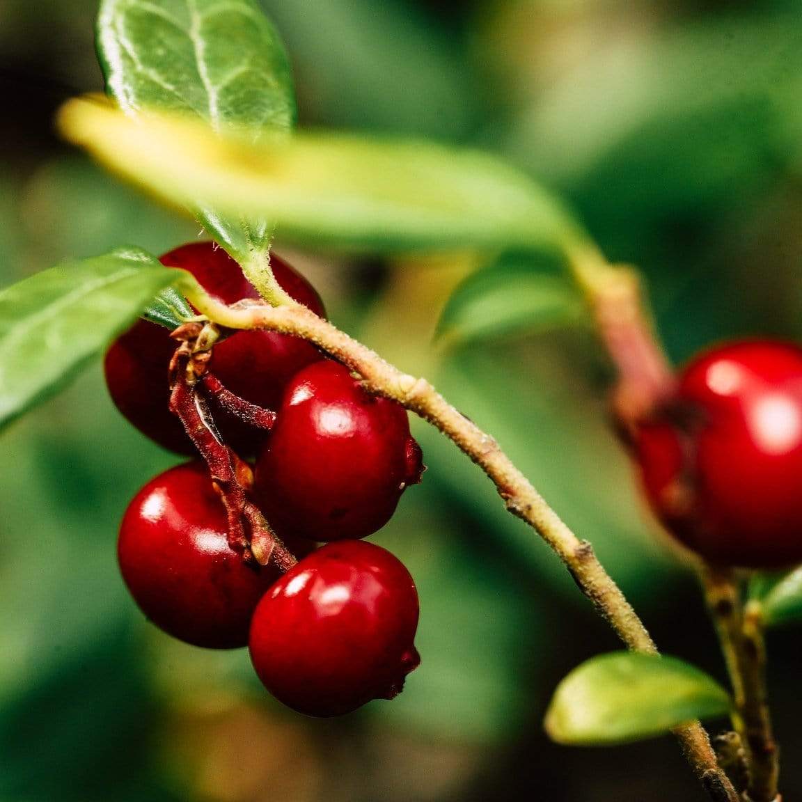 'Red Pearl' Lingonberry Plants - Image 6