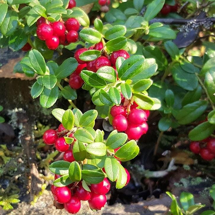 'Red Pearl' Lingonberry Plants - Image 7