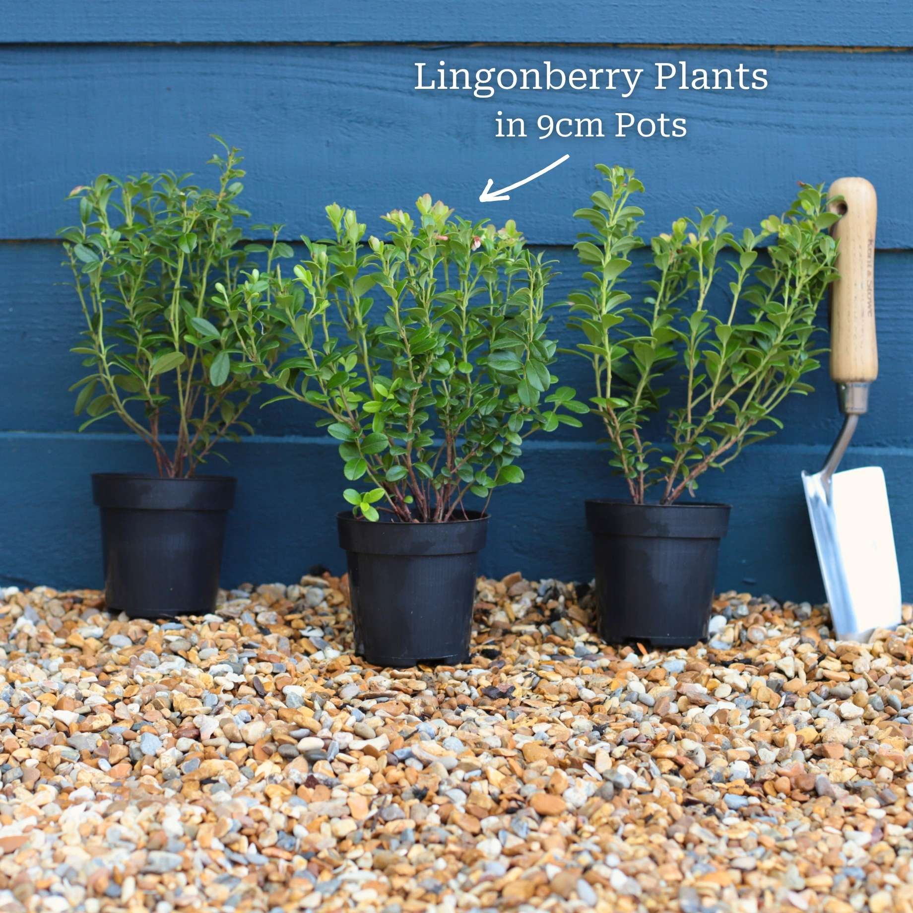'Red Pearl' Lingonberry Plants - Image 8