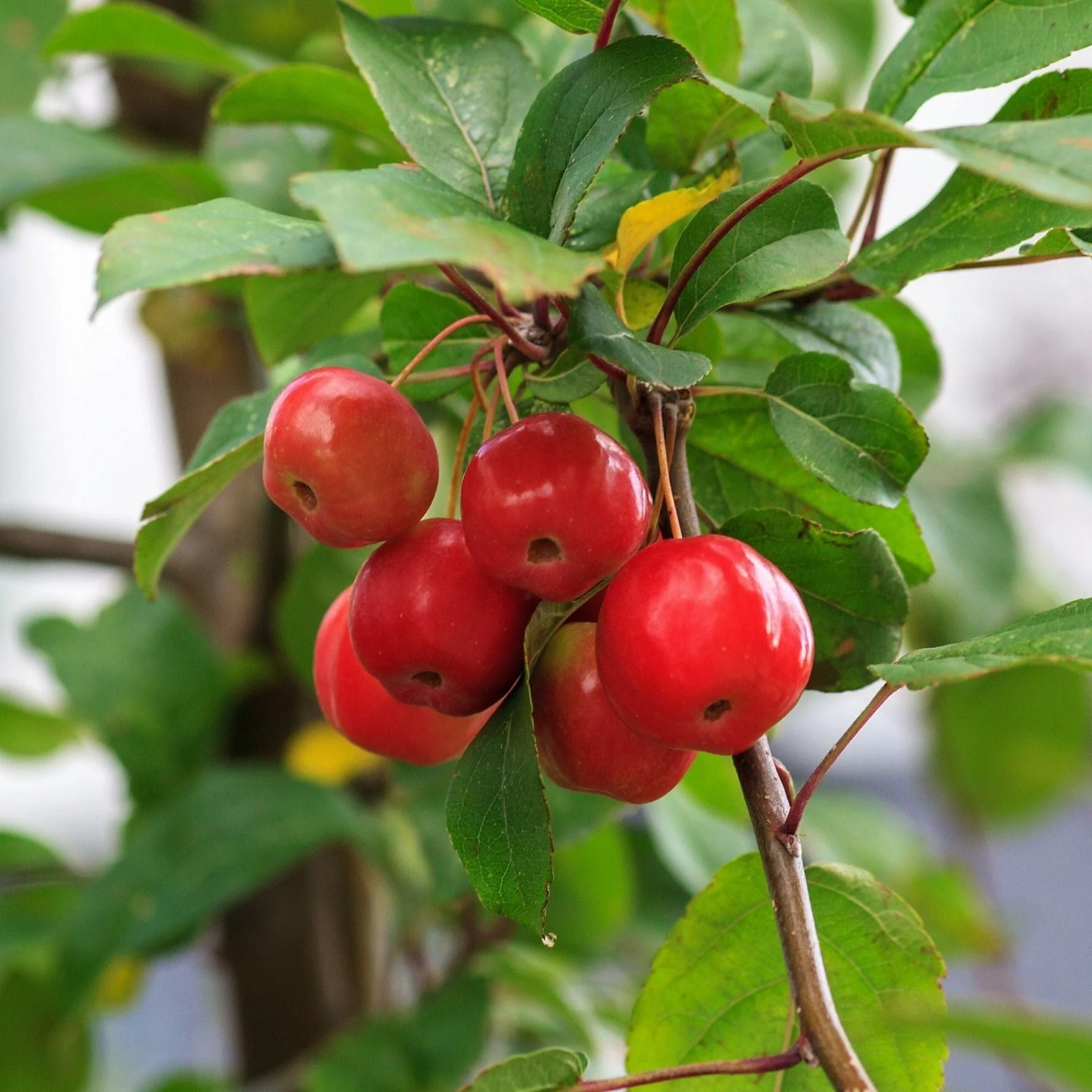 'Red Sentinel' Crabapple Tree