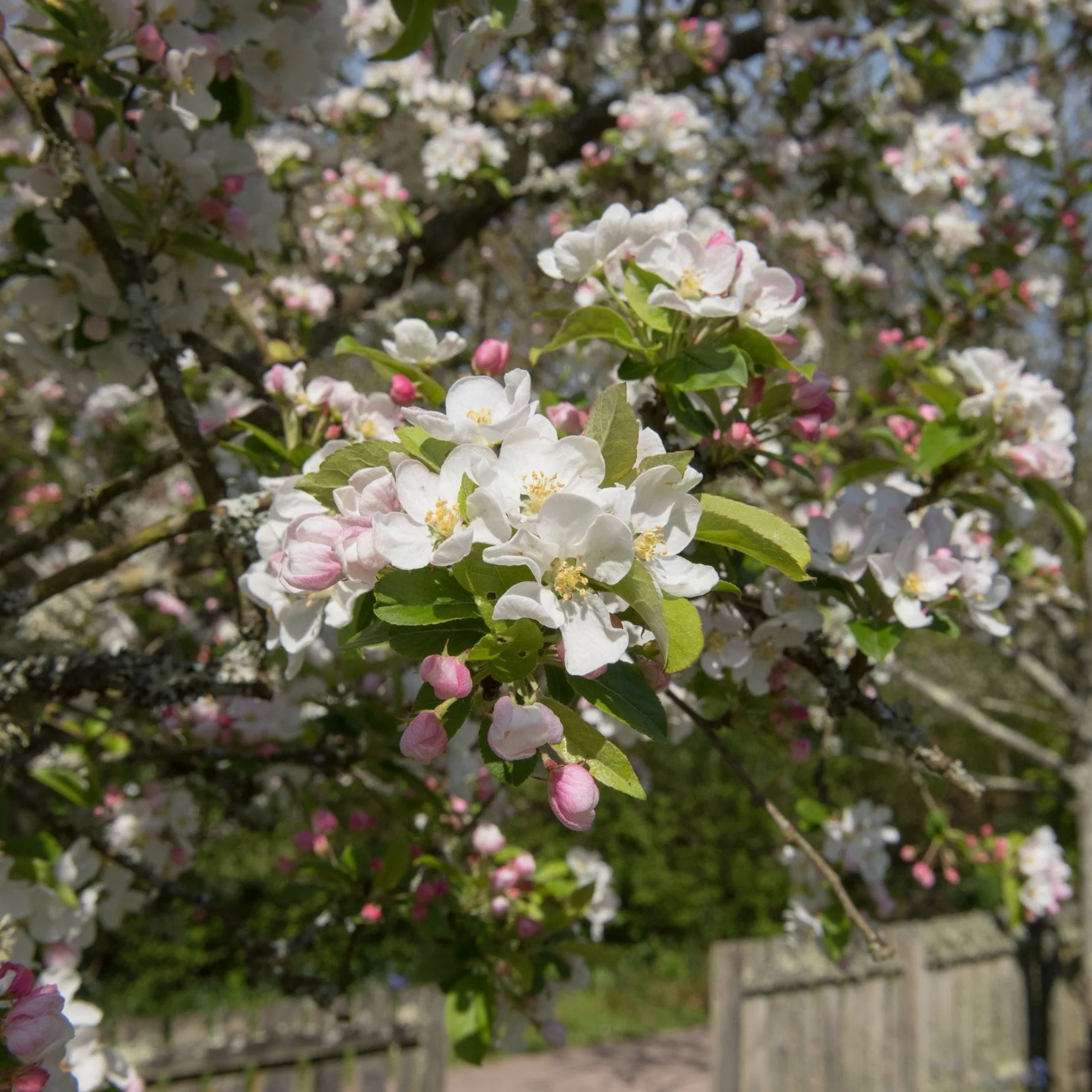 'Red Sentinel' Crabapple Tree - Image 2
