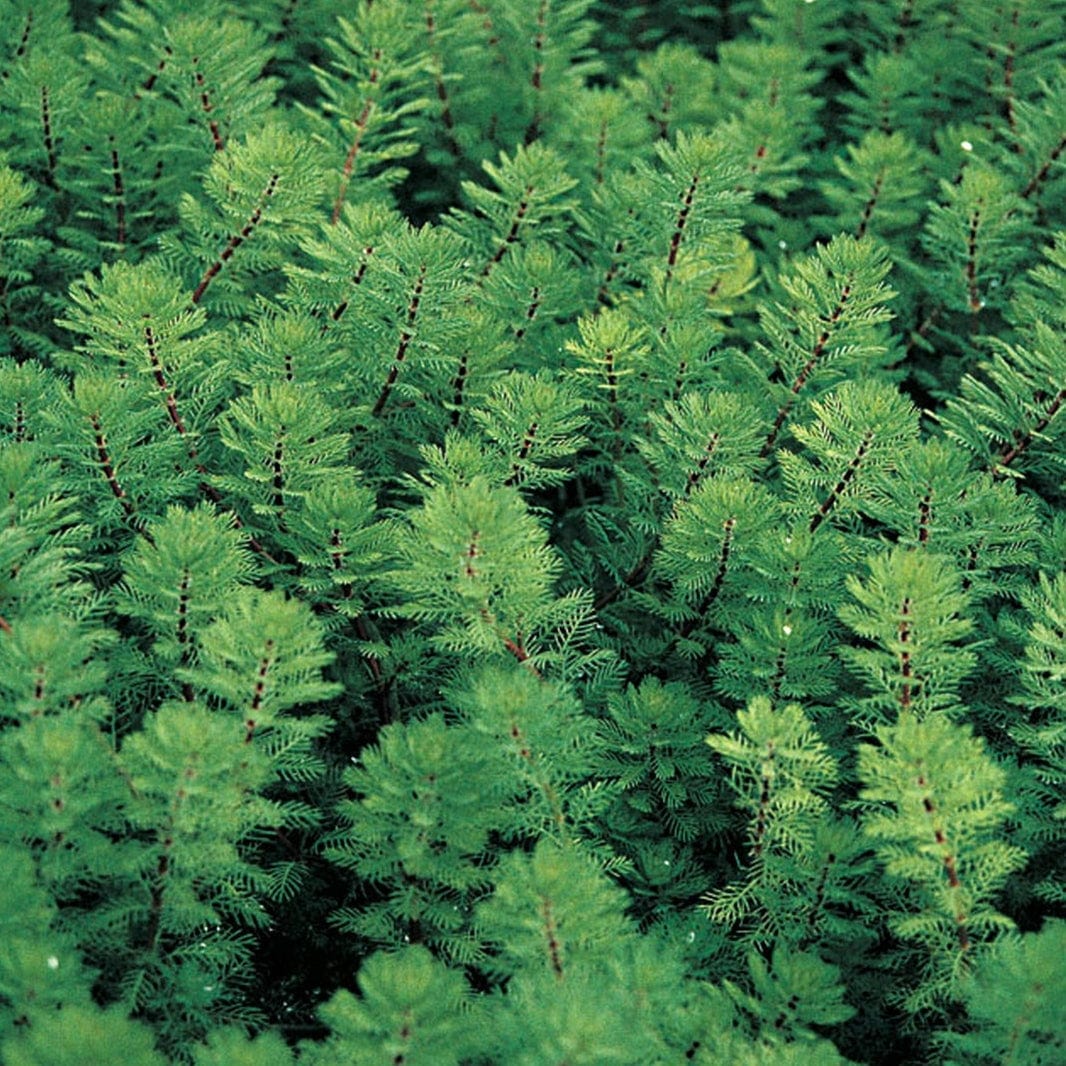 Oxygenating Red Stem Parrot's Feather | Myriophyllum rubricaule
