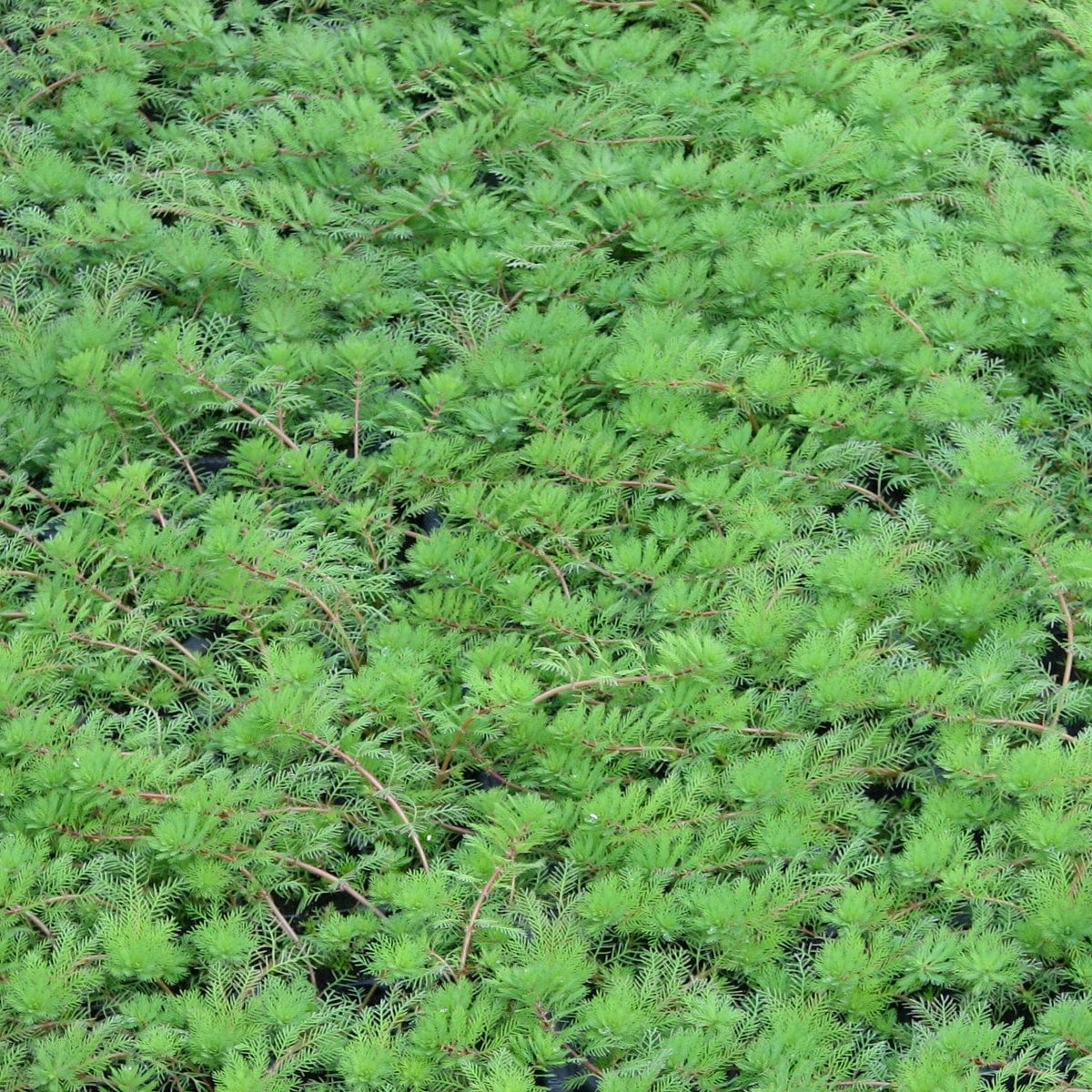 Oxygenating Red Stem Parrot's Feather | Myriophyllum rubricaule - Image 5