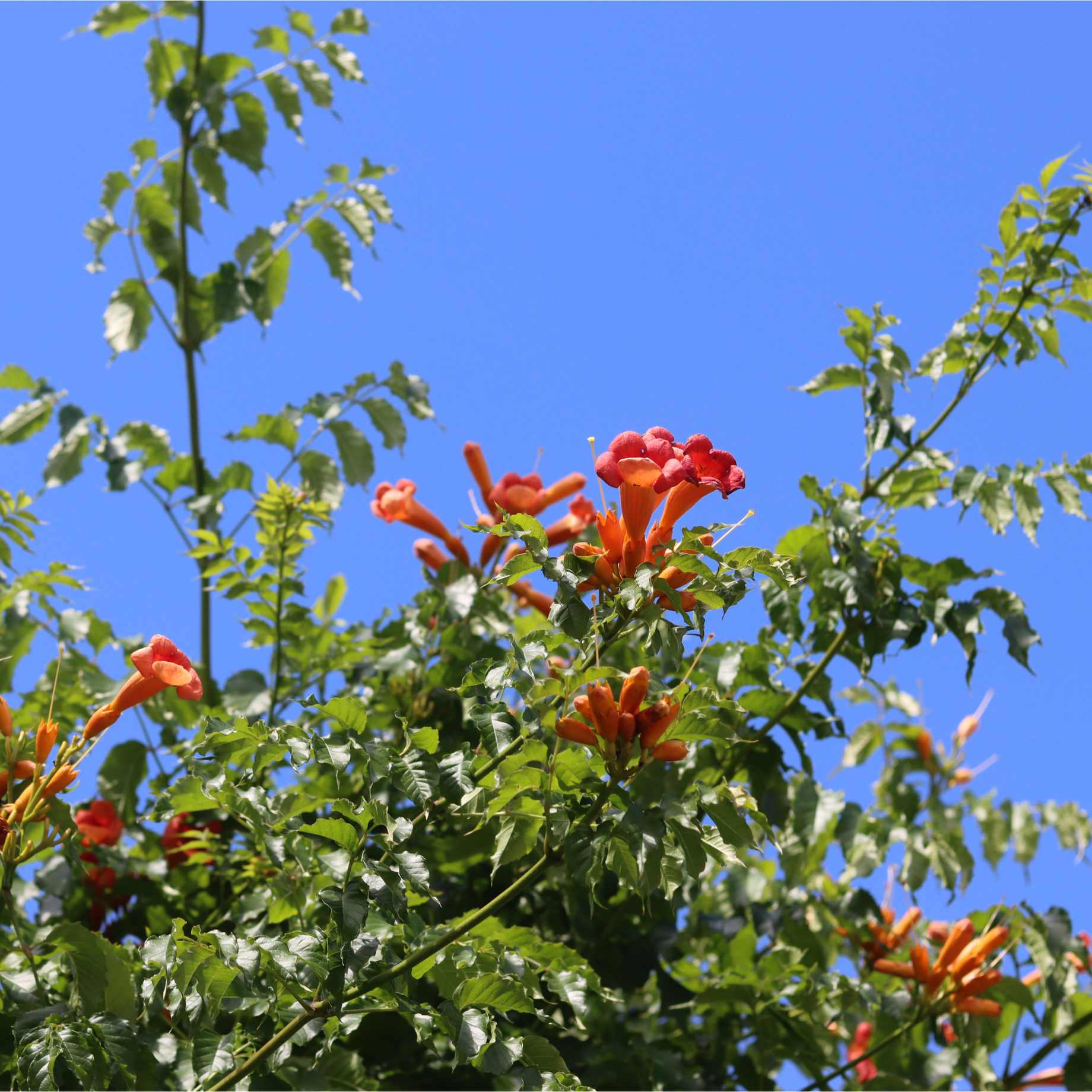 Red Trumpet Vine | Campsis tagliabuana 'Madame Galen'