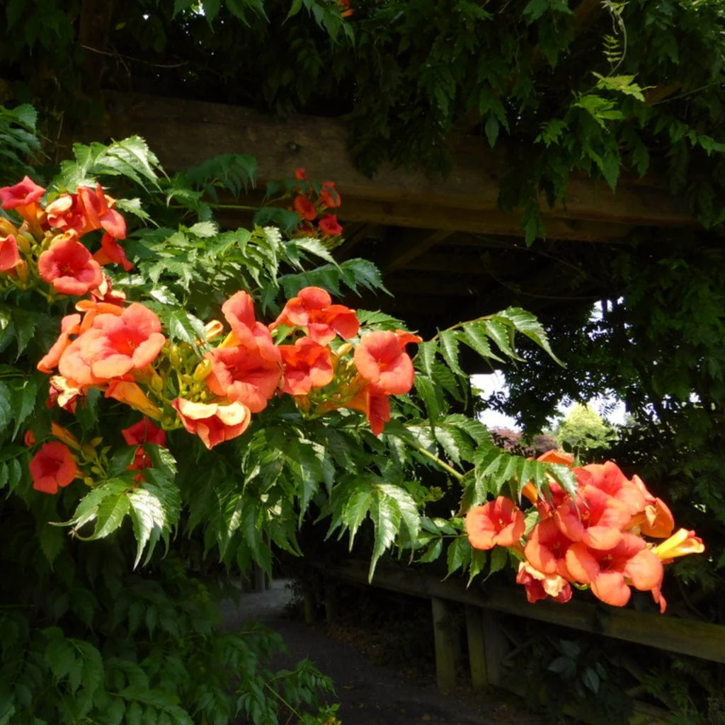 Red Trumpet Vine | Campsis tagliabuana 'Madame Galen' - Image 2