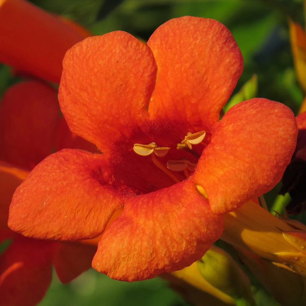 Red Trumpet Vine | Campsis tagliabuana 'Madame Galen' - Image 3