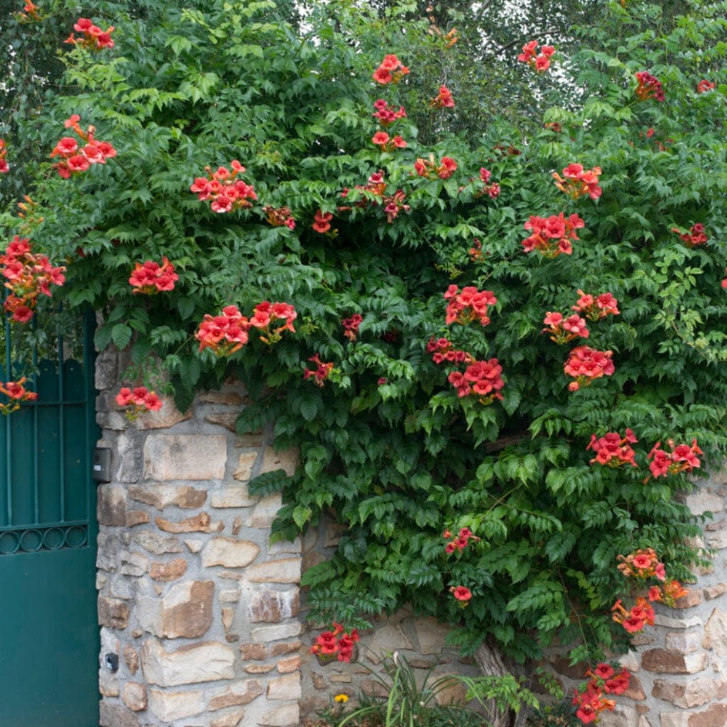 Red Trumpet Vine | Campsis tagliabuana 'Madame Galen' - Image 4