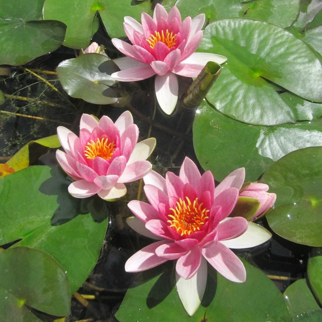 Red Water Lily | Nymphaea 'Attraction' - Image 5